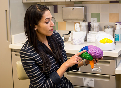 A faculty member holding a model of the brain points to one of its regions